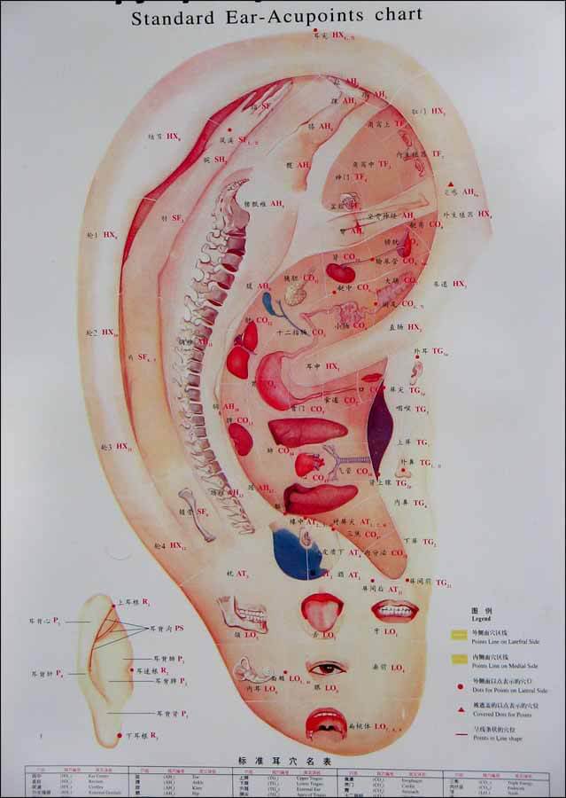 Pontos de Acupuntura