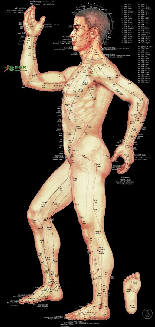 Pontos de Acupuntura