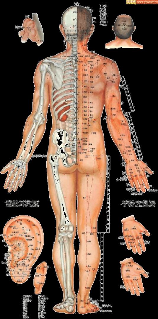 Pontos de Acupuntura