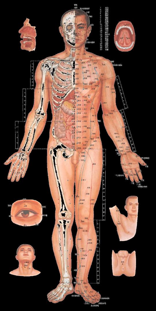 Pontos de Acupuntura